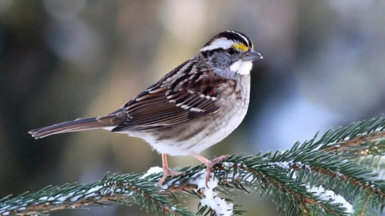 Take A Look At The Sparrow With Four Sexes