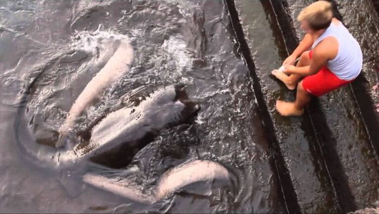 Little boy runs down to the sea every morning to wait for giant sea animal to emerge