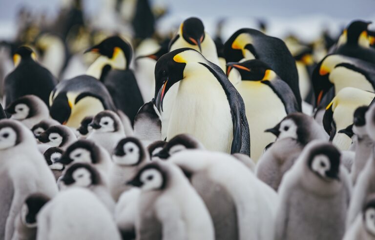 Fascinating Facts About Penguins: The Charming Birds of the Southern Hemisphere