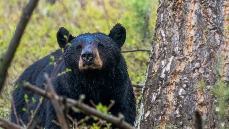 Fascinating Facts About the Louisiana Black Bear