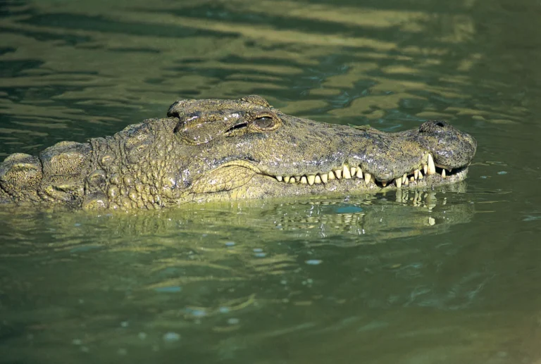 Fascinating Facts About Crocodiles: Nature’s Ancient Predators