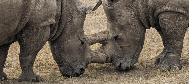 The Extinction of the Northern White Rhino: A Somber Milestone in Conservation