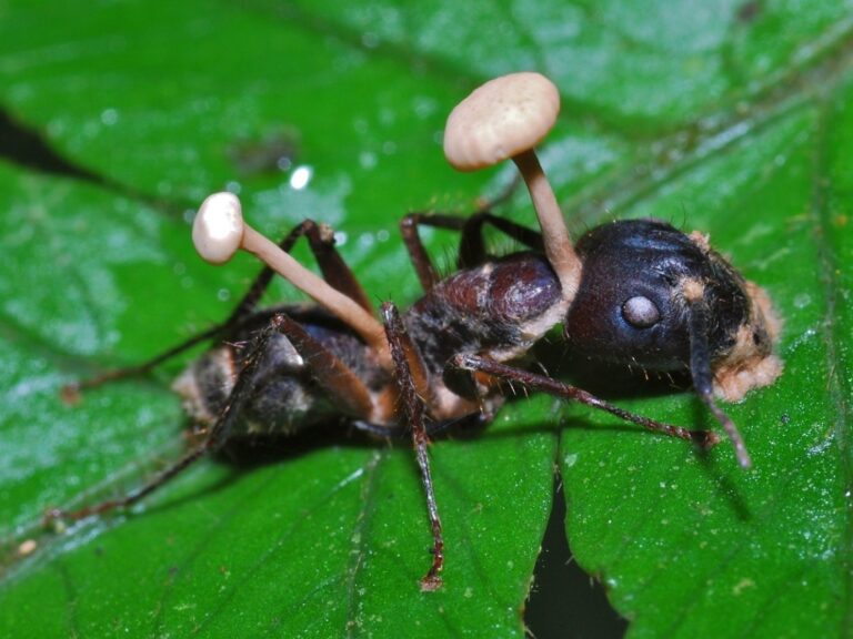 The Fascinating World of the Zombie Ant Fungus: Ophiocordyceps unilateralis