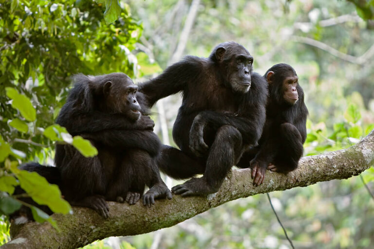 The Fascinating World of Chimpanzees: Our Closest Relatives