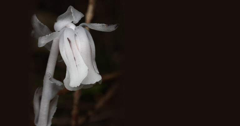 The Ghost Pipe: Nature’s Mysterious Chlorophyll-Free Marvel