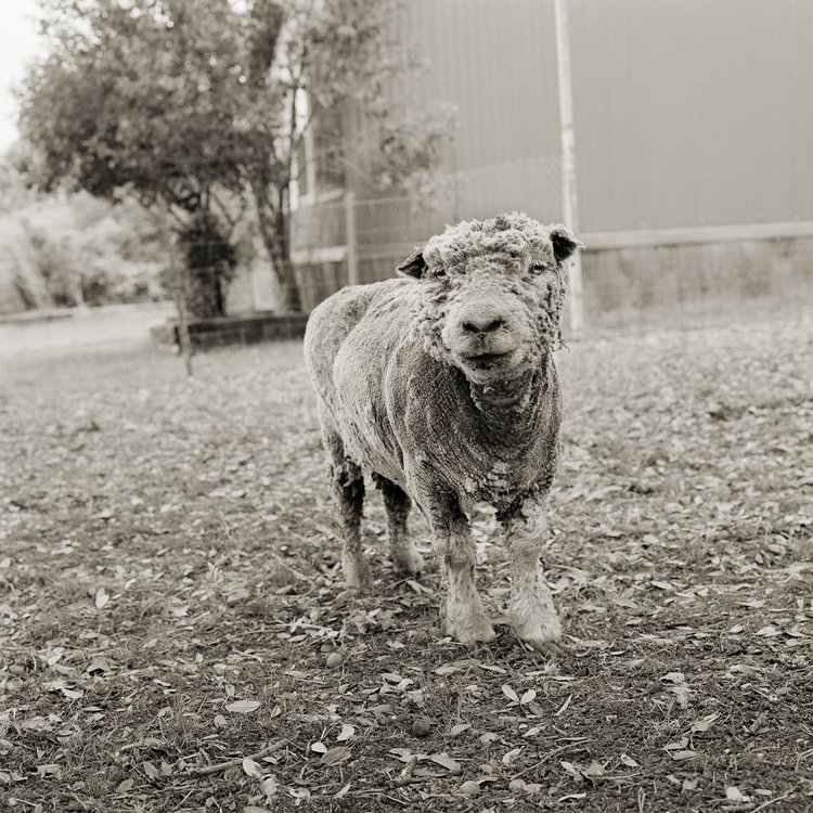 Portraits of Rescued Farm Animals Who Were Allowed to Grow Old