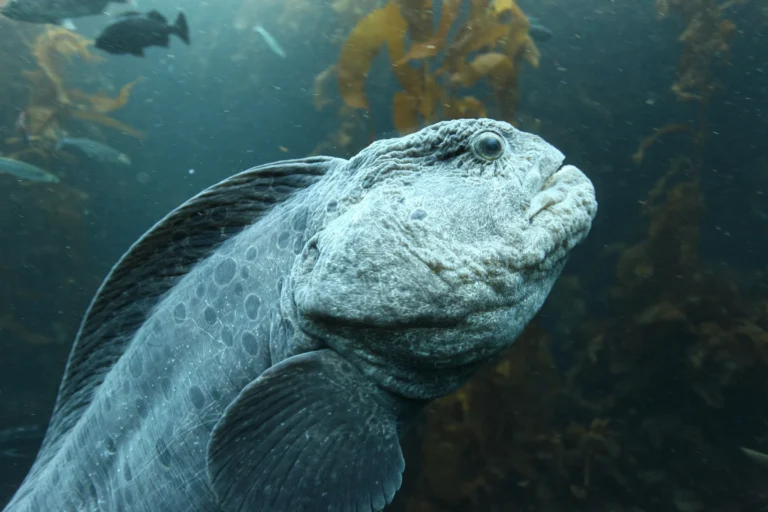 Discovering the Wolf Eel: A Mysterious Creature of the Deep