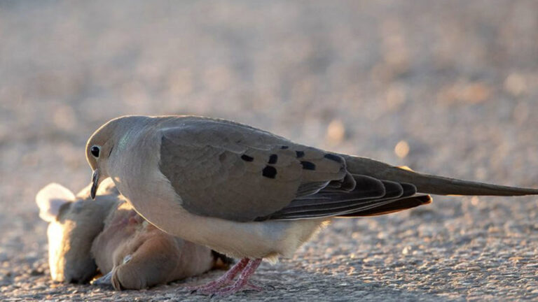 The Pain of Loss: The Emotional Depth of Turtle Doves