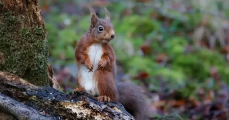 Fascinating Facts About Squirrels: Nature’s Agile Acrobats