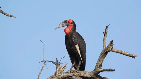 Discovering the Southern Ground Hornbill: Fascinating Facts