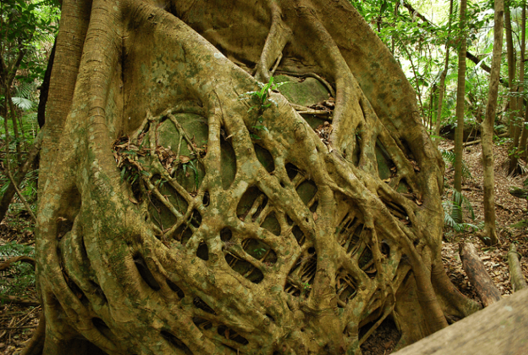 The Strangler Fig Tree: Nature’s Intricate Tale of Survival and Domination