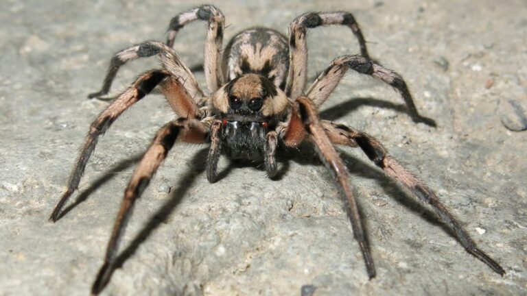 The Fascinating World of Spiders in Australia