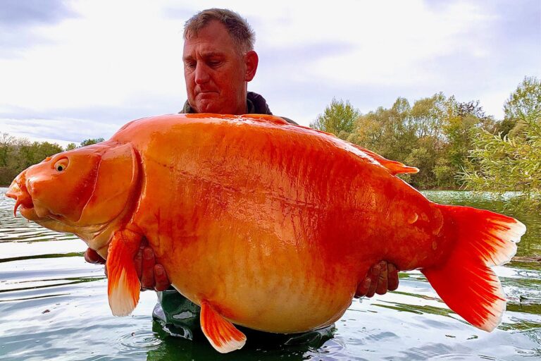 Meet The Carrot: The Enormous Goldfish That’s Making Waves