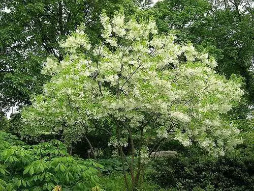 The Amazing Chinese Fringe Tree: Nature’s Stunning Wonder