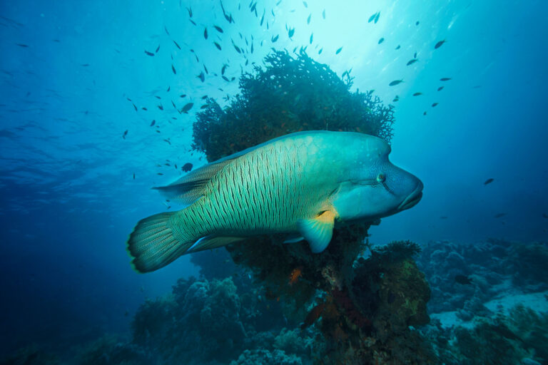 Discovering the Majestic Humphead Wrasse: The Ocean’s Gentle Giant