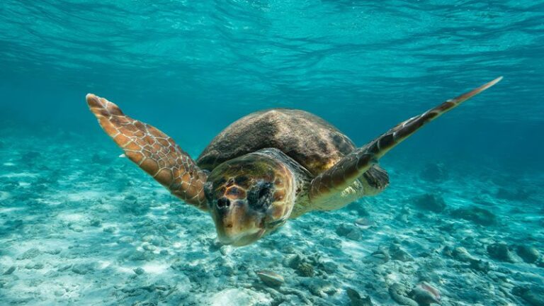 Turtle on the Ningaloo Reef: Fascinating Facts About These Ancient Swimmers