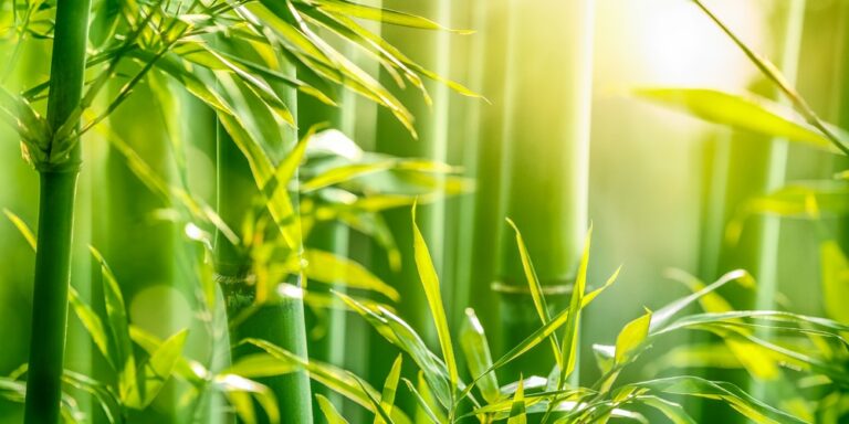 Discover the Wonders of Bamboo: Nature’s Fast-Growing Marvel