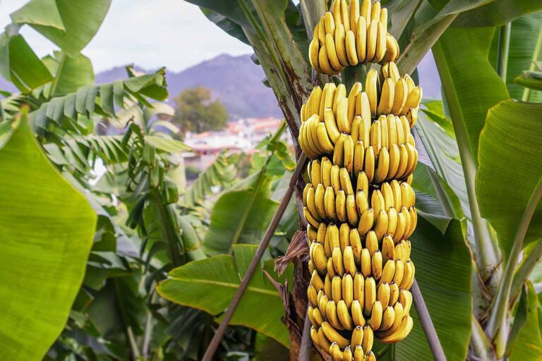 Discover the Giant Banana Tree of Papua New Guinea: A Marvel of Nature