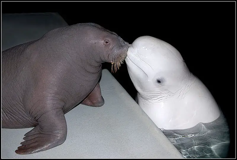 The Rare Embrace: Fascinating Facts About Seals and Beluga Whales