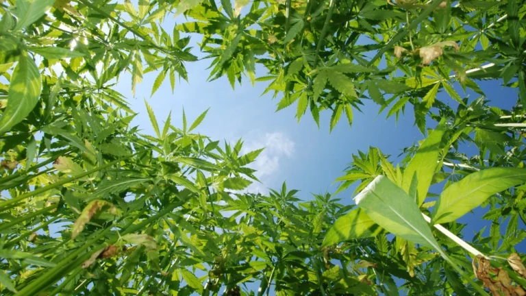 The Incredible Benefits of Hemp: A Sustainable Solution for Our Planet