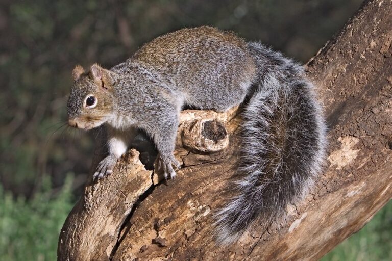 The Fascinating World of Squirrels: Nature’s Agile Acrobats