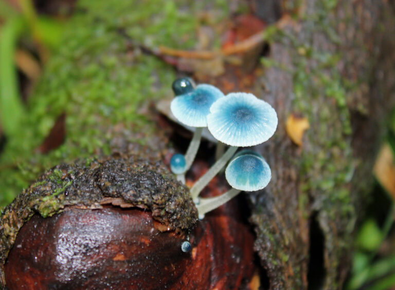 Discovering Mycena subcyanocephala: Taiwan’s Stunning Blue Mushroom