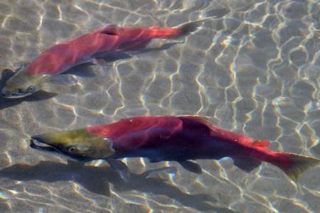 The Magnificent Salmon Run in Alaska: A Natural Spectacle