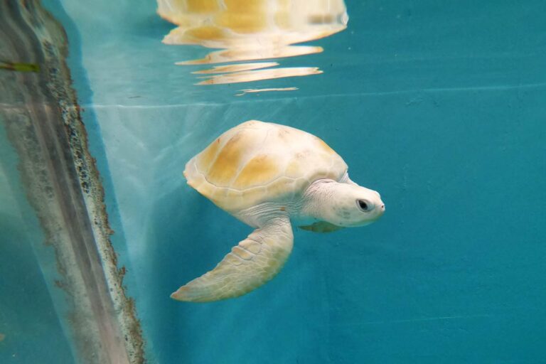 The Enigmatic Rare Albino Turtle: Nature’s White Wonder