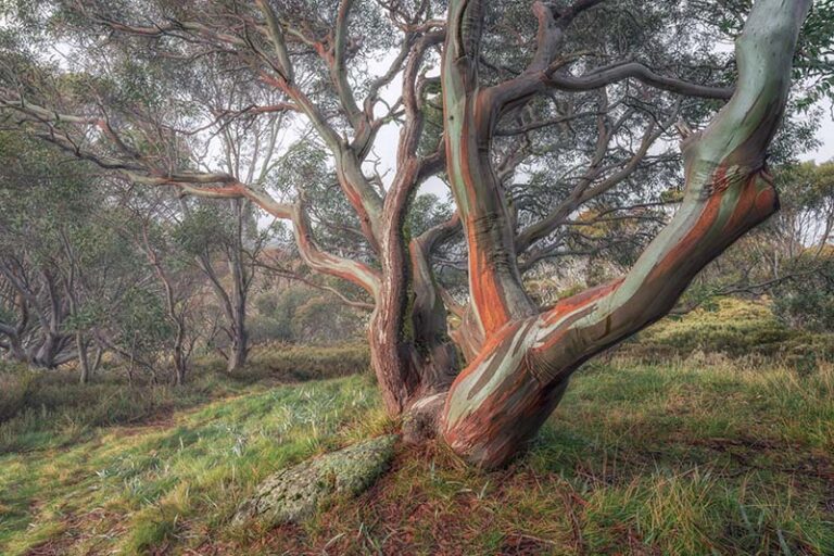 The Majestic Ancient Snow Gums of Kosciuszko National Park