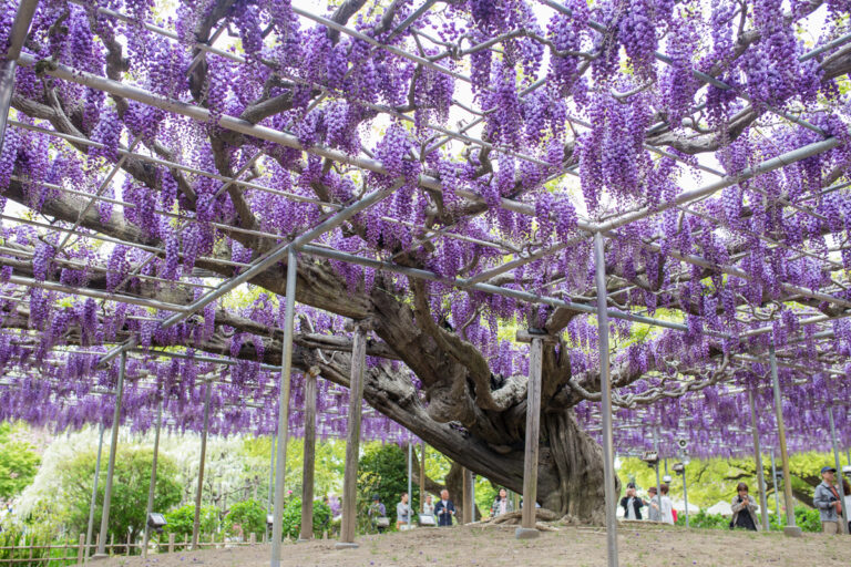 Discover the World’s Most Beautiful Wisteria Tree at Ashikaga Flower Park