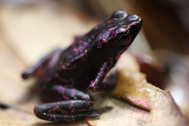 Discovering the Purple Harlequin Toad: A Jewel of Central French Guiana