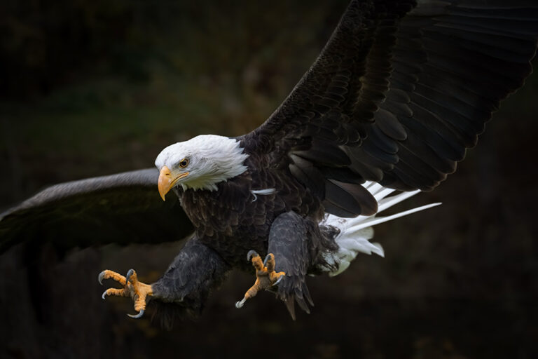 How Big Is an Eagle’s Foot? A Fascinating Look at Their Powerful Talons