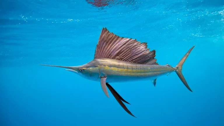 The Sailfish: The Ocean’s Fastest Predator with Striking Features