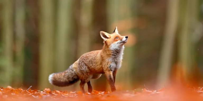 Fascinating Facts About the Fire Fox: Nature’s Fiery Marvel