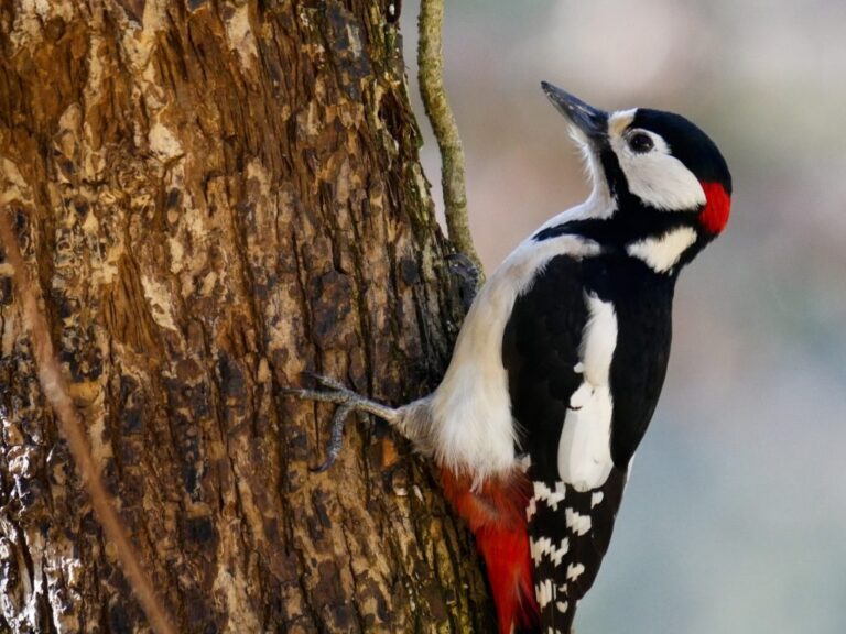 Fascinating Facts About Woodpeckers: Nature’s Incredible Drummers