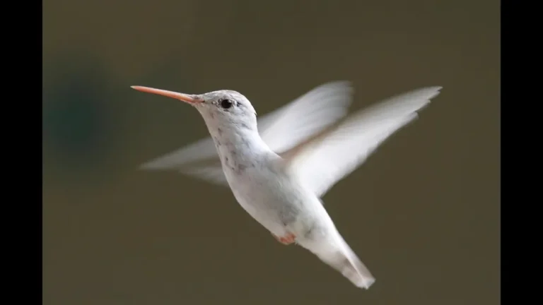 The Mystique of the Albino Hummingbird: Nature’s Rare Jewel