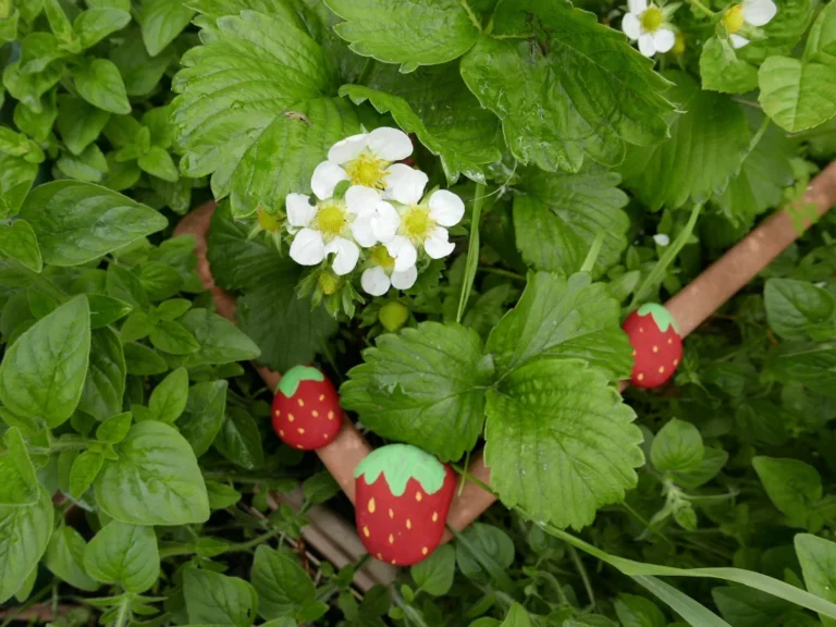 How Painting Rocks Can Protect Your Strawberry Harvest: A Clever Garden Trick