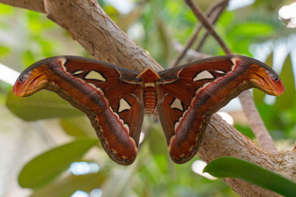 The Majestic Atlas Moth: Nature’s Winged Masterpiece