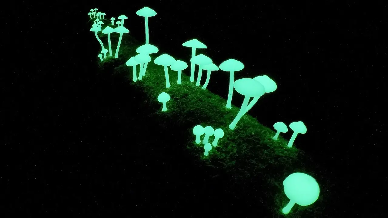 Discovering the Enchantment of Bioluminescent Forest Mushrooms