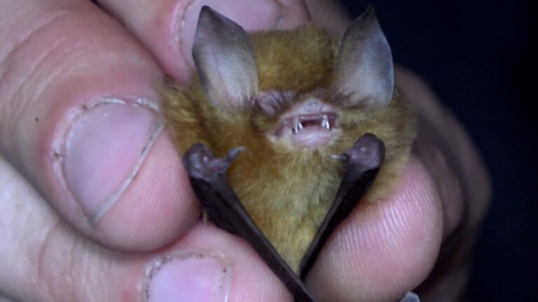 Exploring the Fascinating World of Bat Nurseries