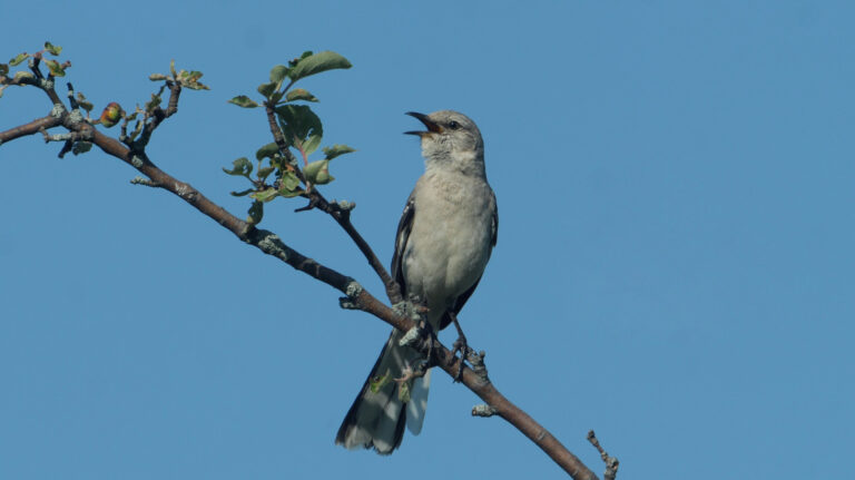 The Northern Mockingbird: A Master of Song and Adaptability