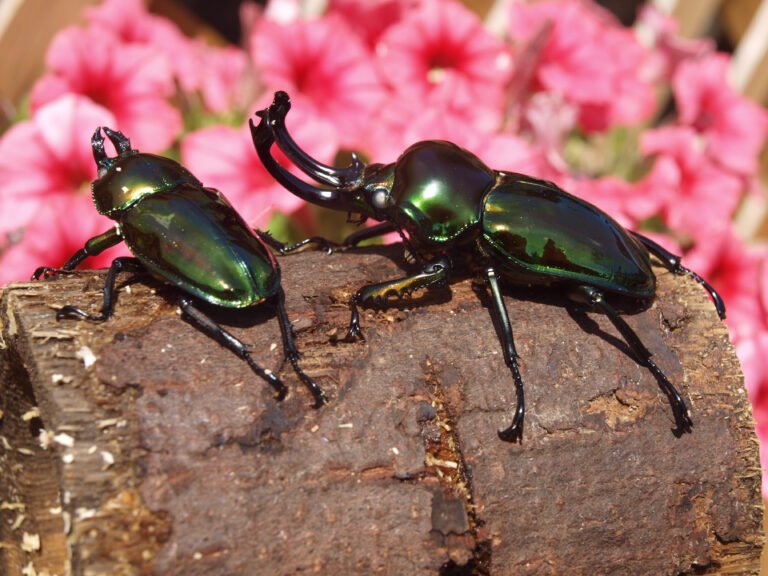 The Rainbow Stag Beetle: A Kaleidoscope of Nature’s Beauty