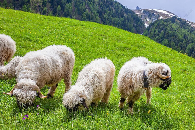 The Valais Blacknose Sheep: Switzerland’s Charmingly Unique Breed