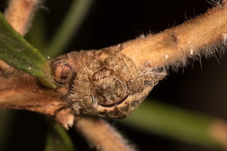 The Fascinating Wrap-Around Spider: Nature’s Camouflage Expert