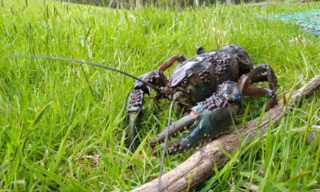 Discovering the Tasmanian Giant Freshwater Crayfish: Nature’s Colossal Invertebrate