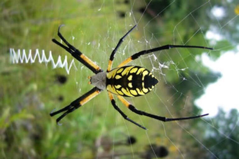 Meet Big Momma: The Remarkable Yellow Garden Spider of Southern Oklahoma