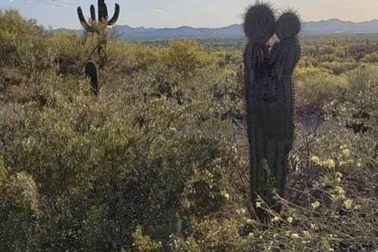 Discovering The Kissing Cactus: A Unique Desert Gem Near Tucson, Arizona