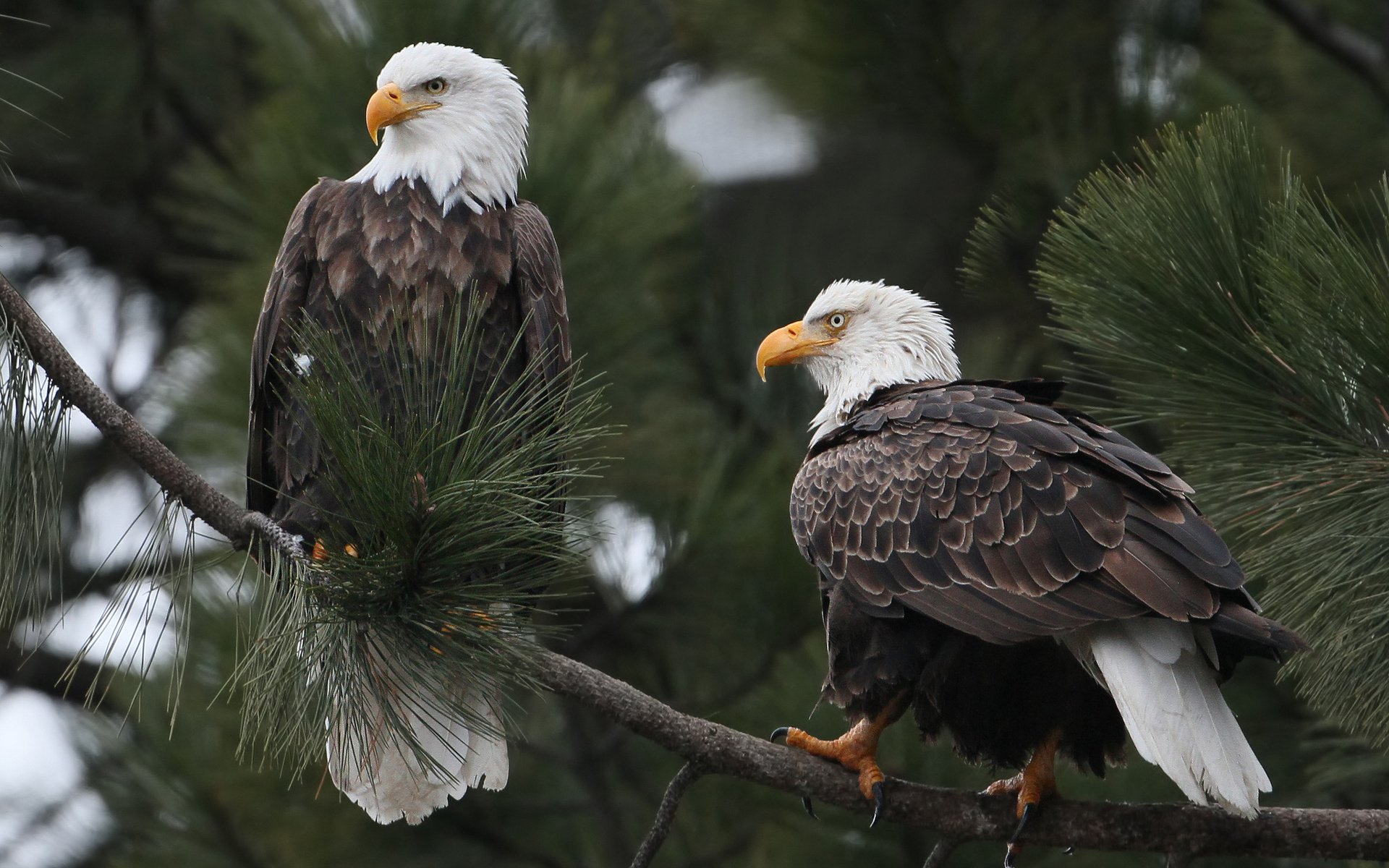 The Majestic Bald Eagle Couple: Nature’s Iconic Pair