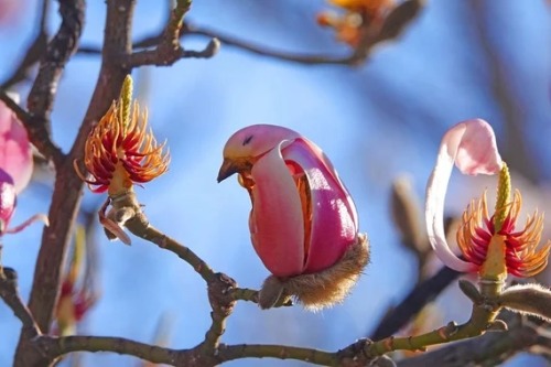 Magnolia Liliflora: The Flower That Resembles Birds