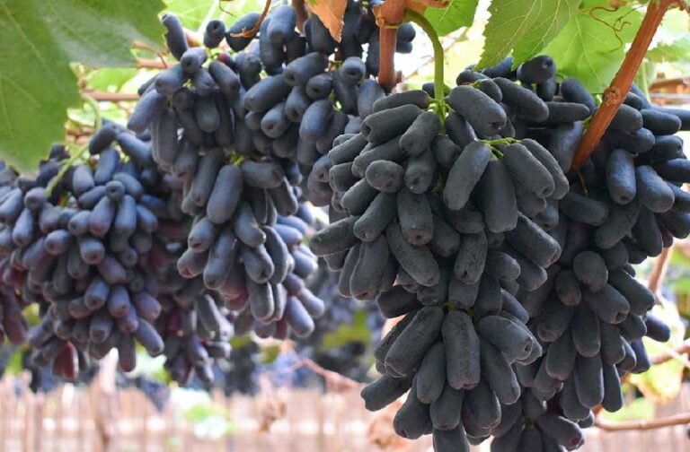 Black Sapphire Grapes: The Unique Seedless Grape with an Unusual Shape